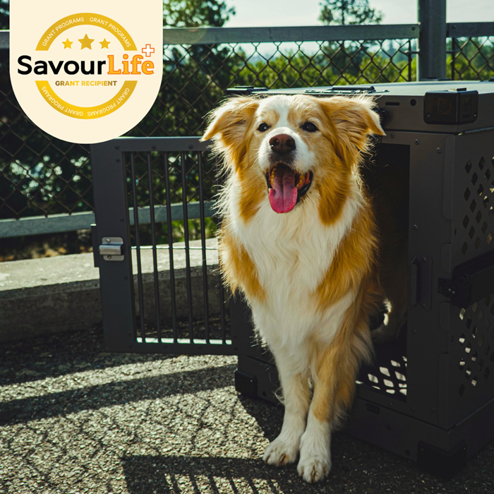 SAFE Broome is finding homes by flying rescue dogs to safety!