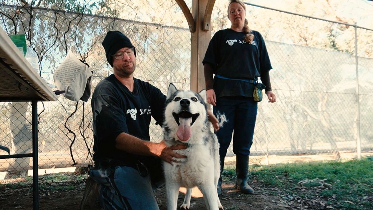 How a rescue group is saving dog's lives in the Australian capital
