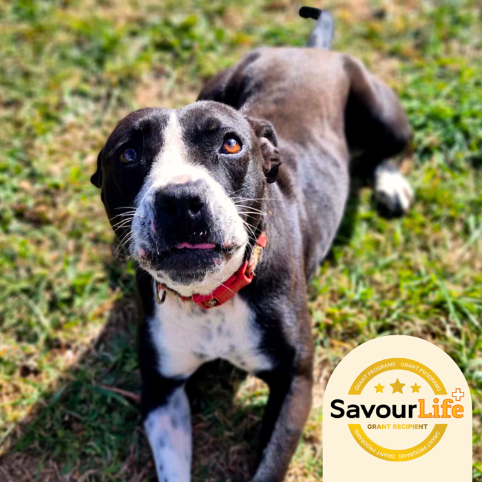 An exciting new space for shelter dogs to run, play, learn and find their people.