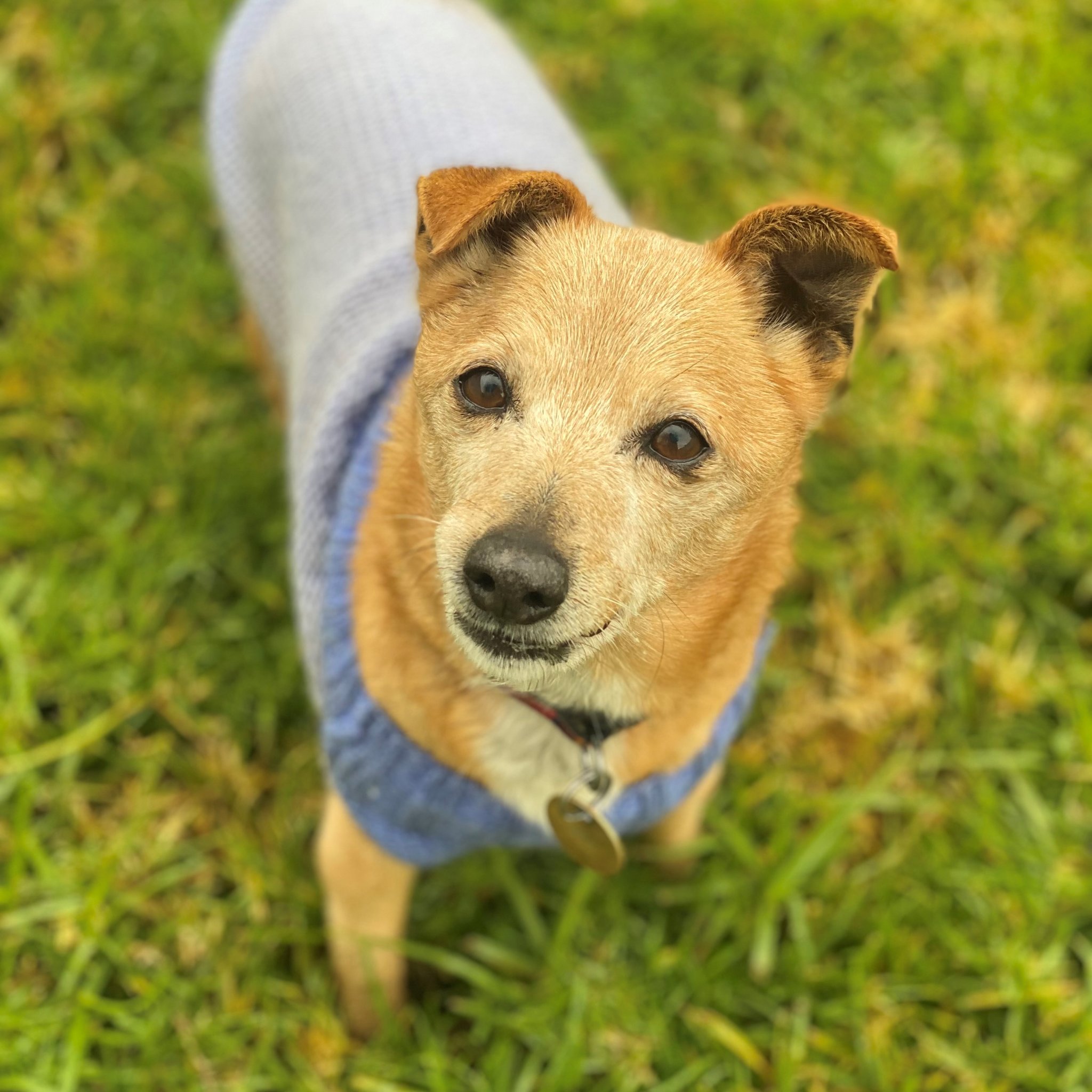 Why adopt a senior dog?