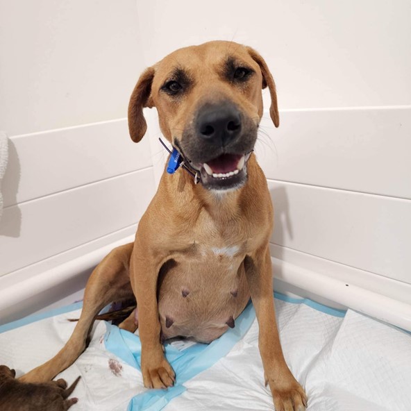 Churro found herself in the pound alone and pregnant