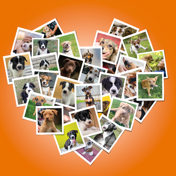 Help Us Save 200 Pups From Pounds!
