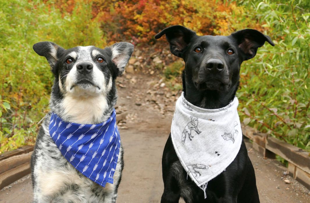 Introducing Your New Rescue Dog to Your Older Dog